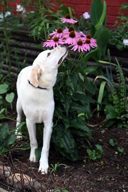 Cricket - sweet, easy going girl, Young Female Golden Retriever