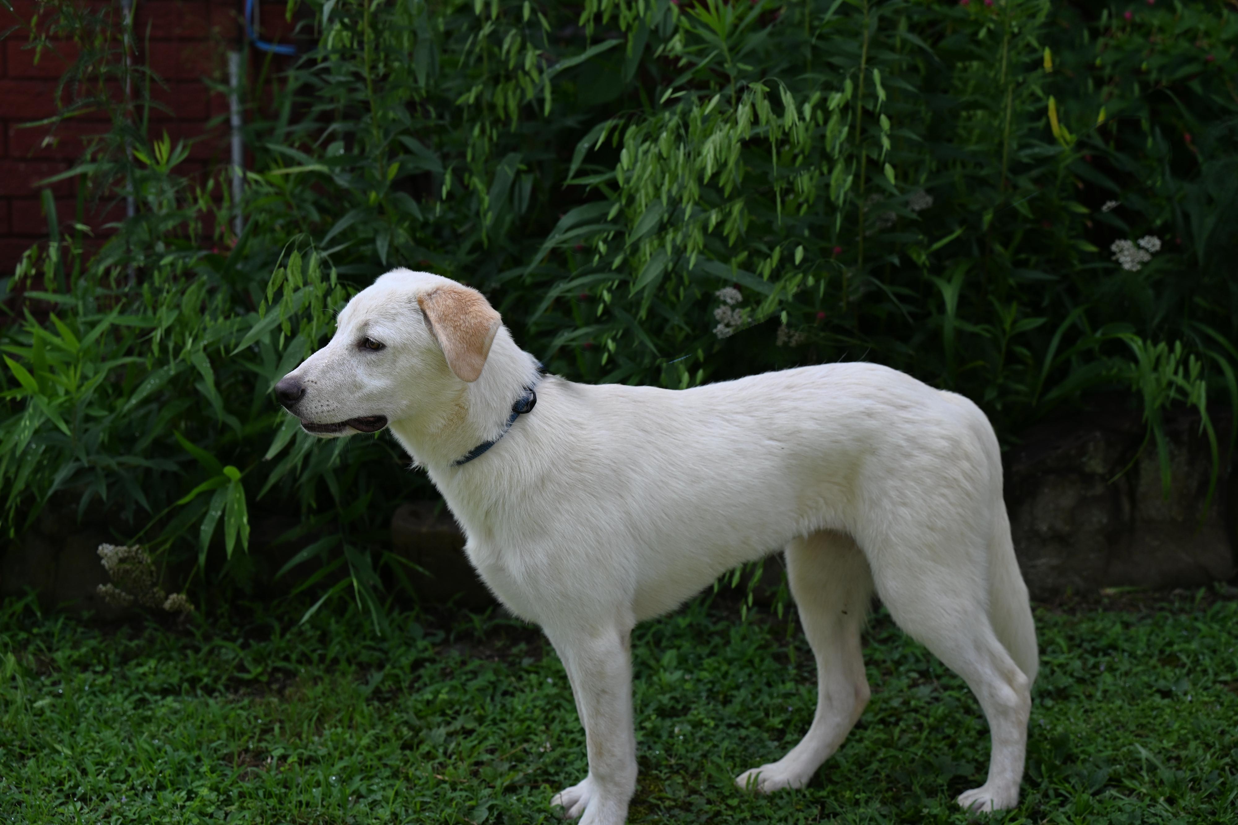 Cricket - sweet, easy going girl photo 2