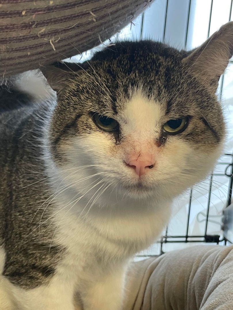 Dragon & Drexel- BONDED PAIR, a Adoptable Domestic Short Hair in Woodstock, CT image 1/3