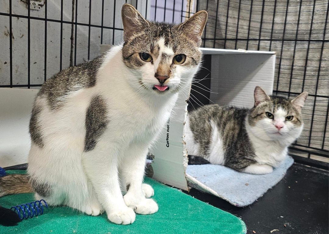 Dragon & Drexel- BONDED PAIR, a Adoptable Domestic Short Hair in Woodstock, CT image 2/3
