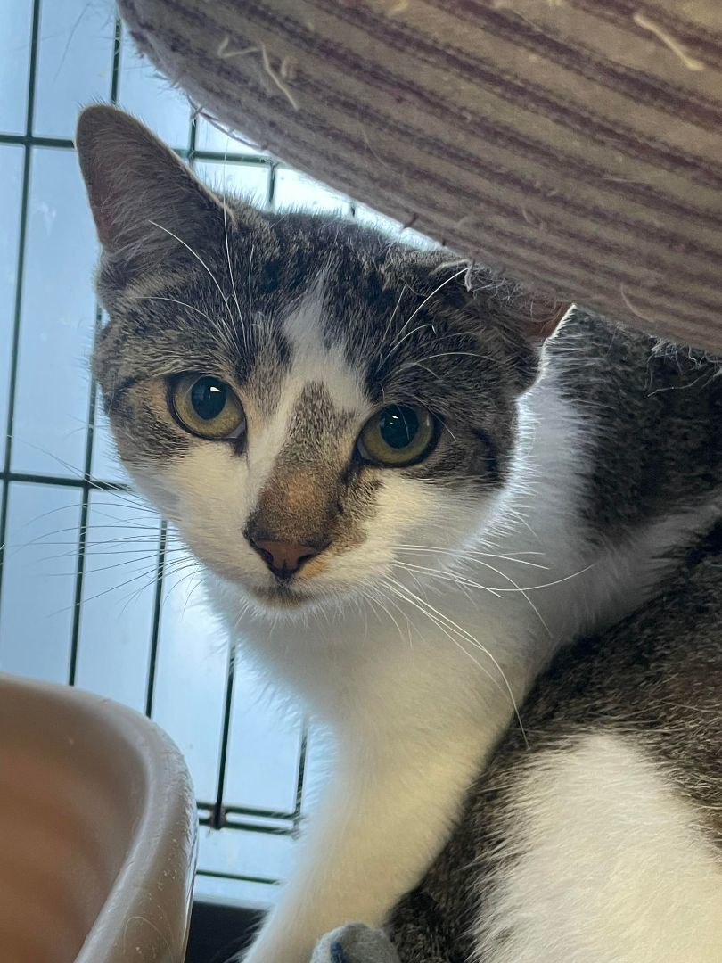 Dragon & Drexel- BONDED PAIR, a Adoptable Domestic Short Hair in Woodstock, CT image 3/3