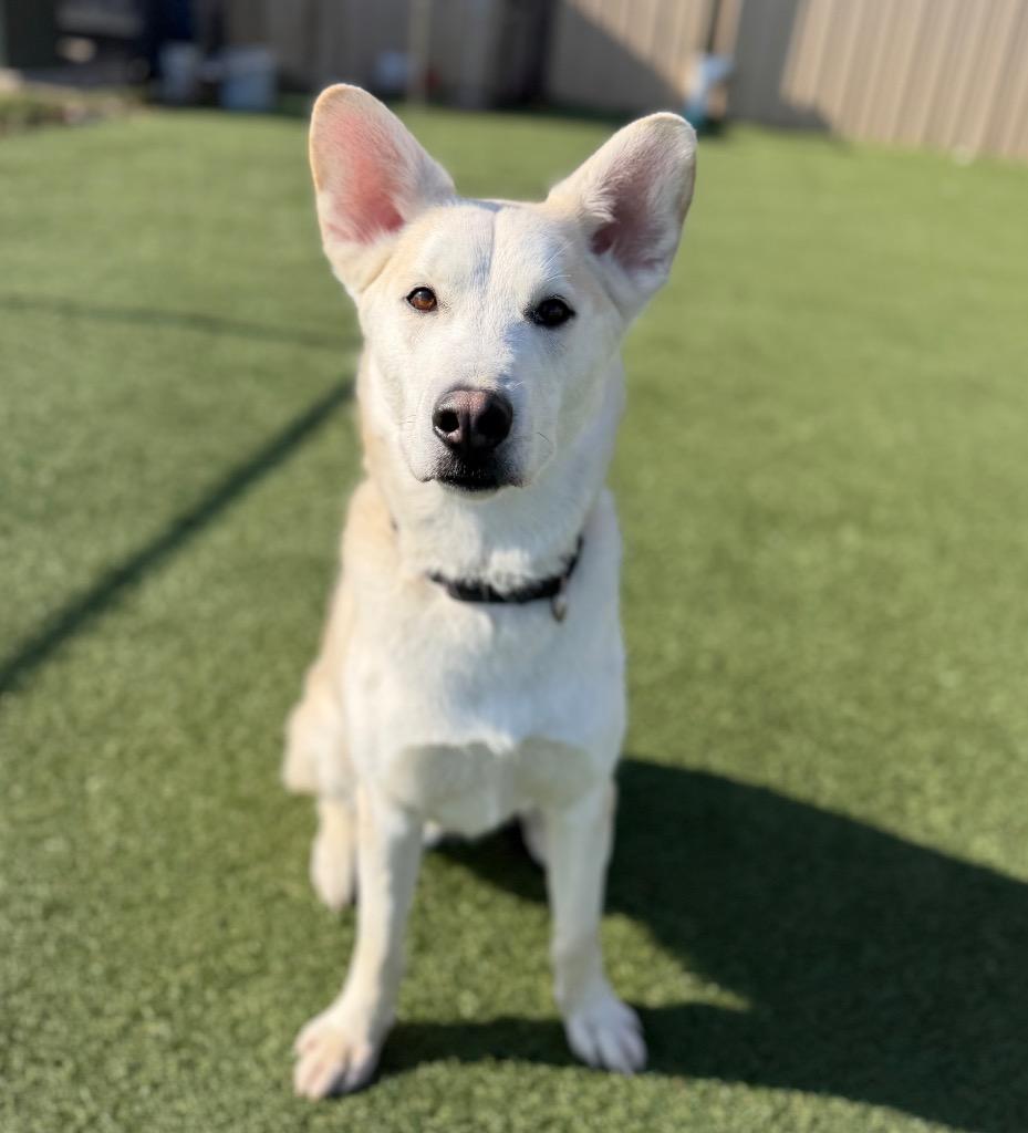 Coco, a Adoptable mixed breed in Columbia, IL image 1/6