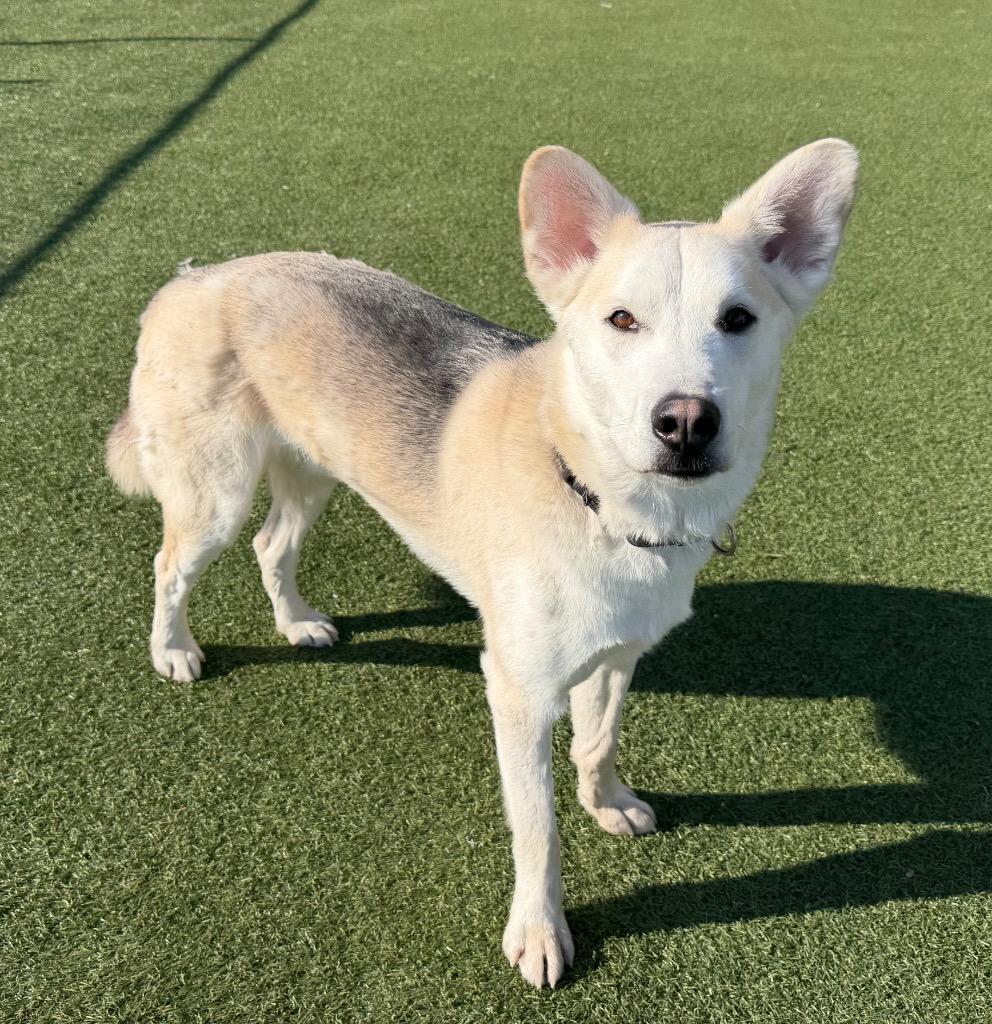 Coco, a Adoptable mixed breed in Columbia, IL image 2/6