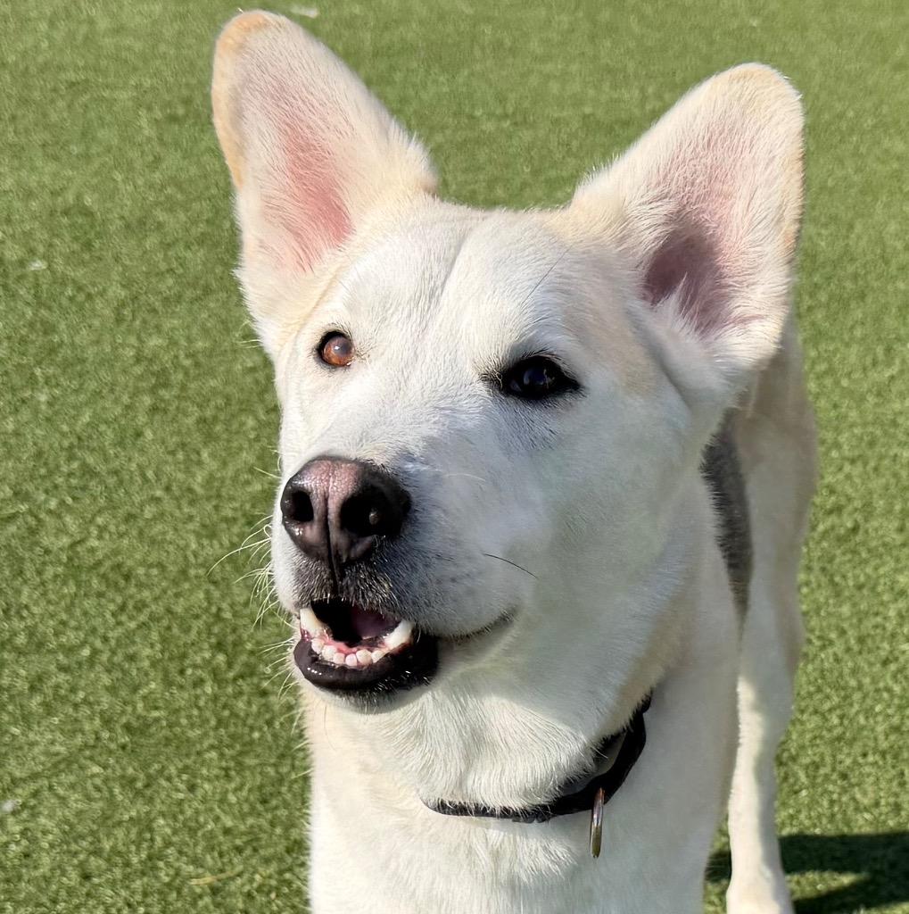 Coco, a Adoptable mixed breed in Columbia, IL image 3/6