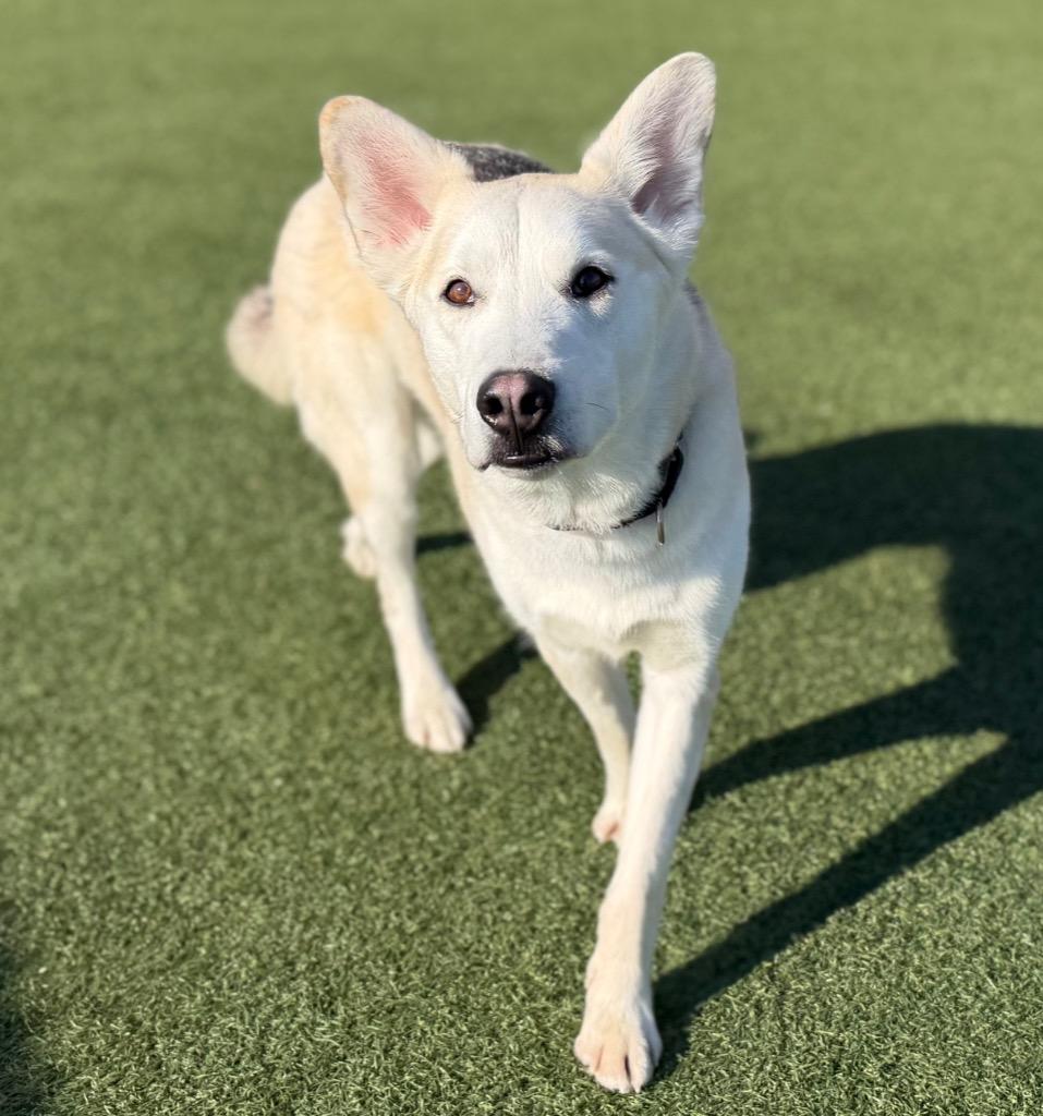 Coco, a Adoptable mixed breed in Columbia, IL image 4/6