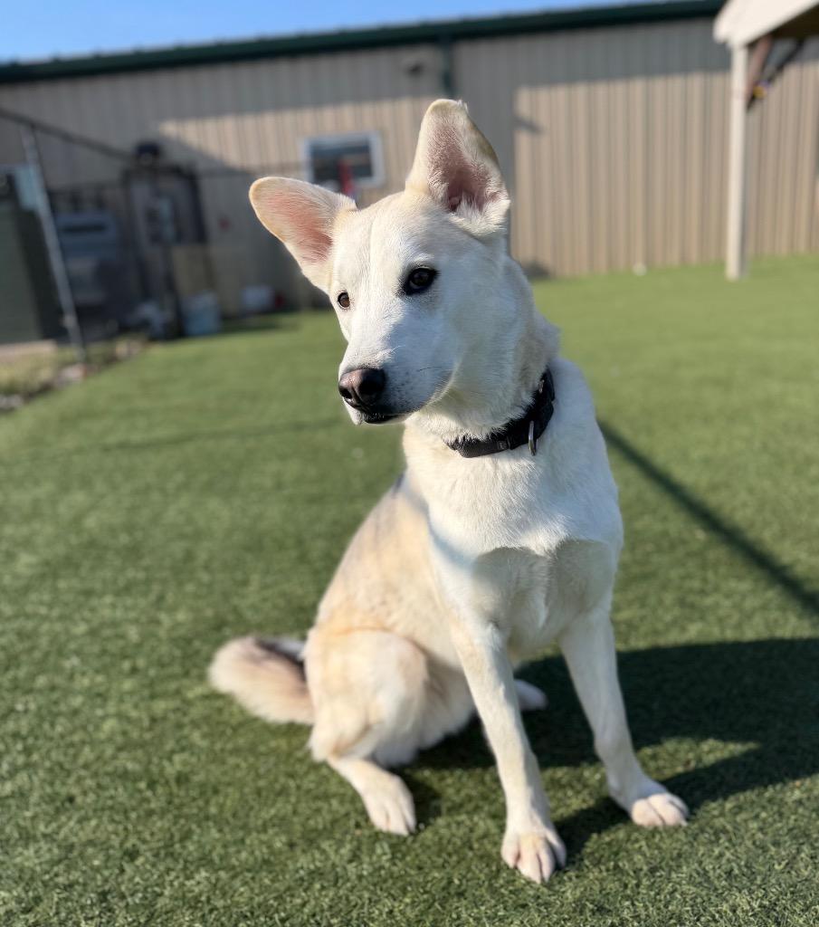 Coco, a Adoptable mixed breed in Columbia, IL image 5/6