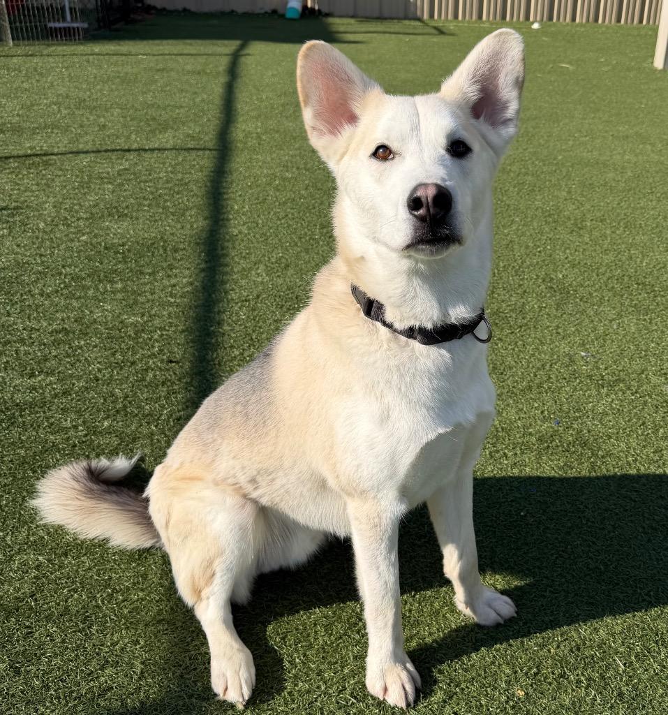 Coco, a Adoptable mixed breed in Columbia, IL image 6/6