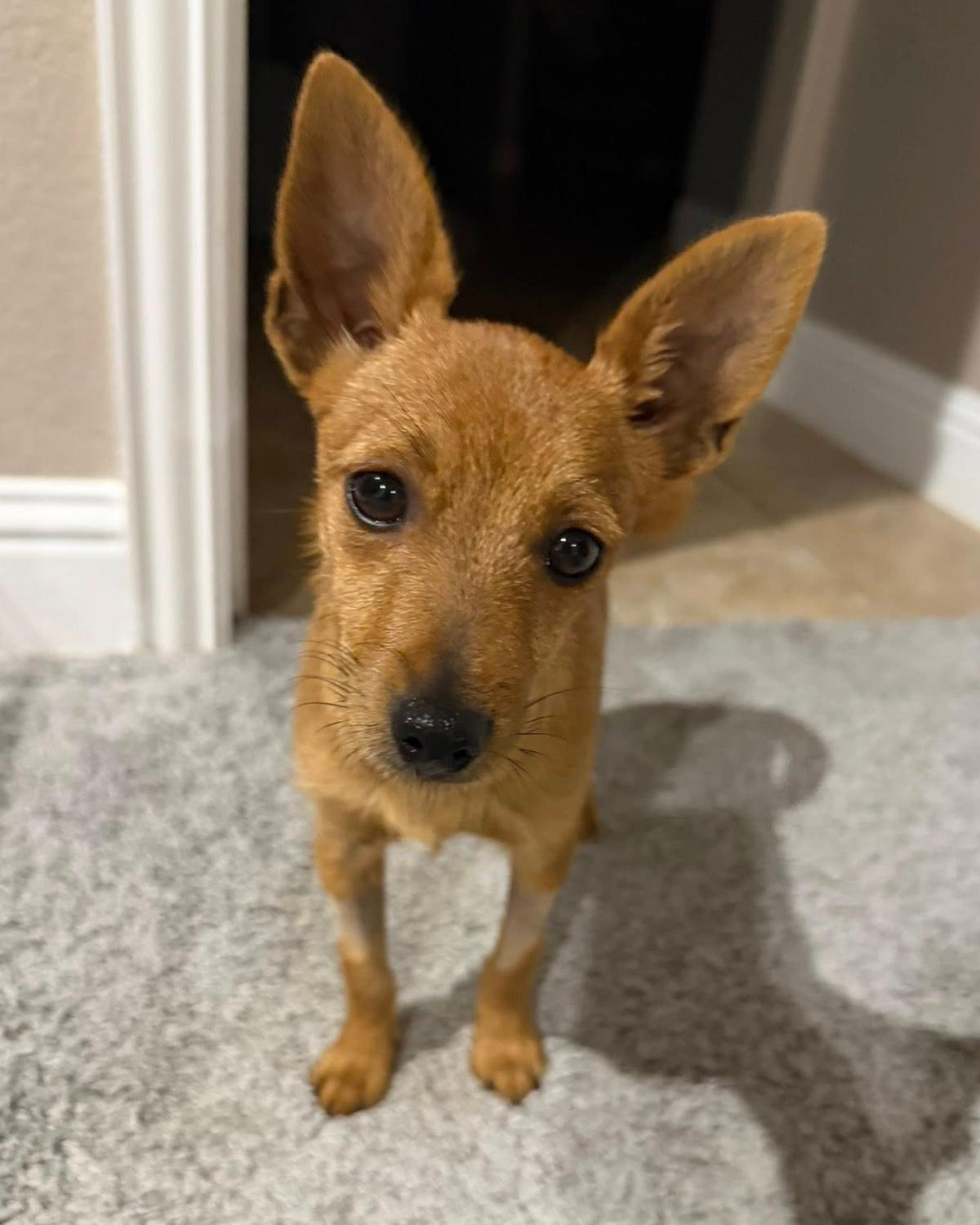 Enlarge Penny, a ADOPTABLE mixed breed in Frisco, TX image 1/4