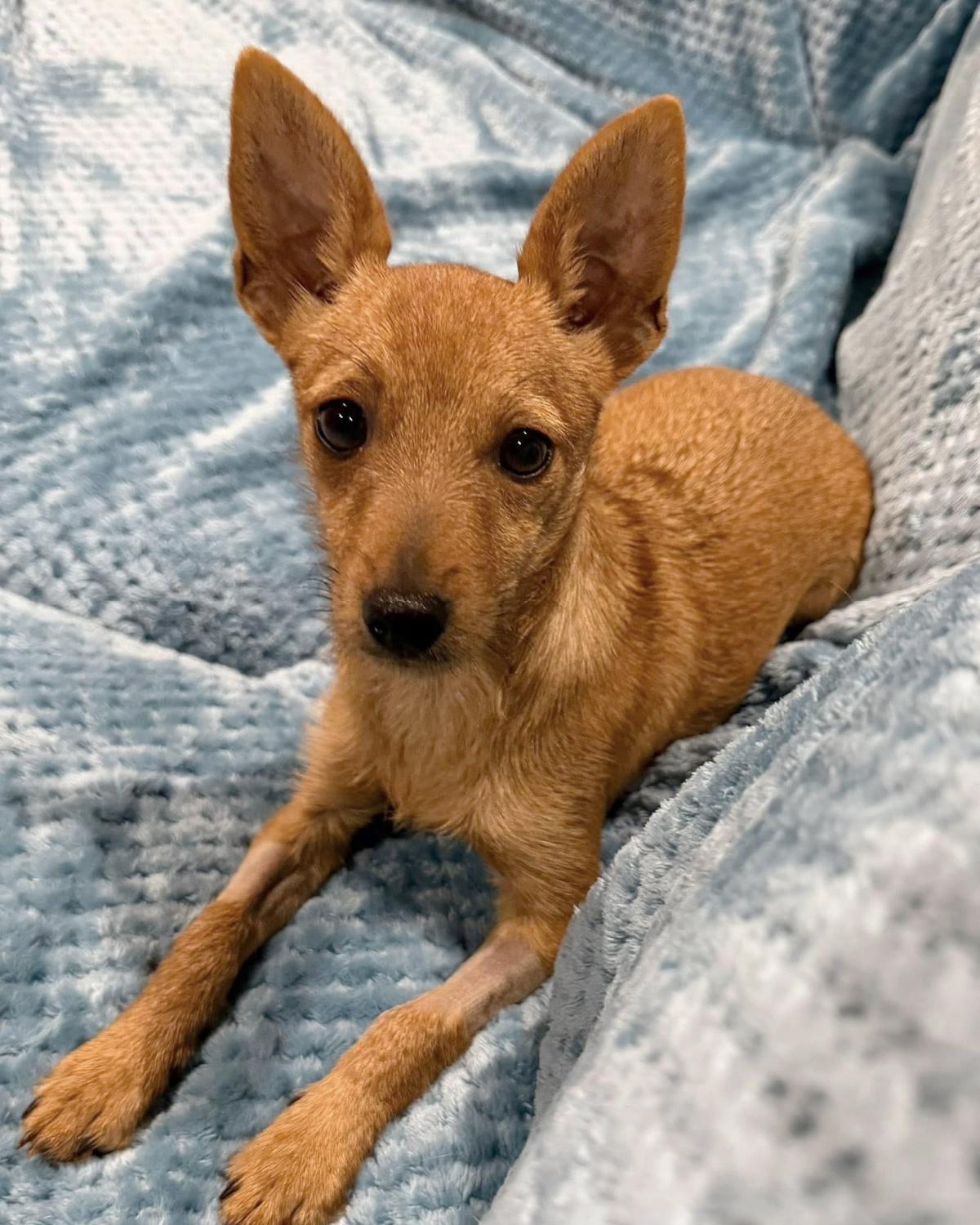 Enlarge Penny, a ADOPTABLE mixed breed in Frisco, TX image 2/4