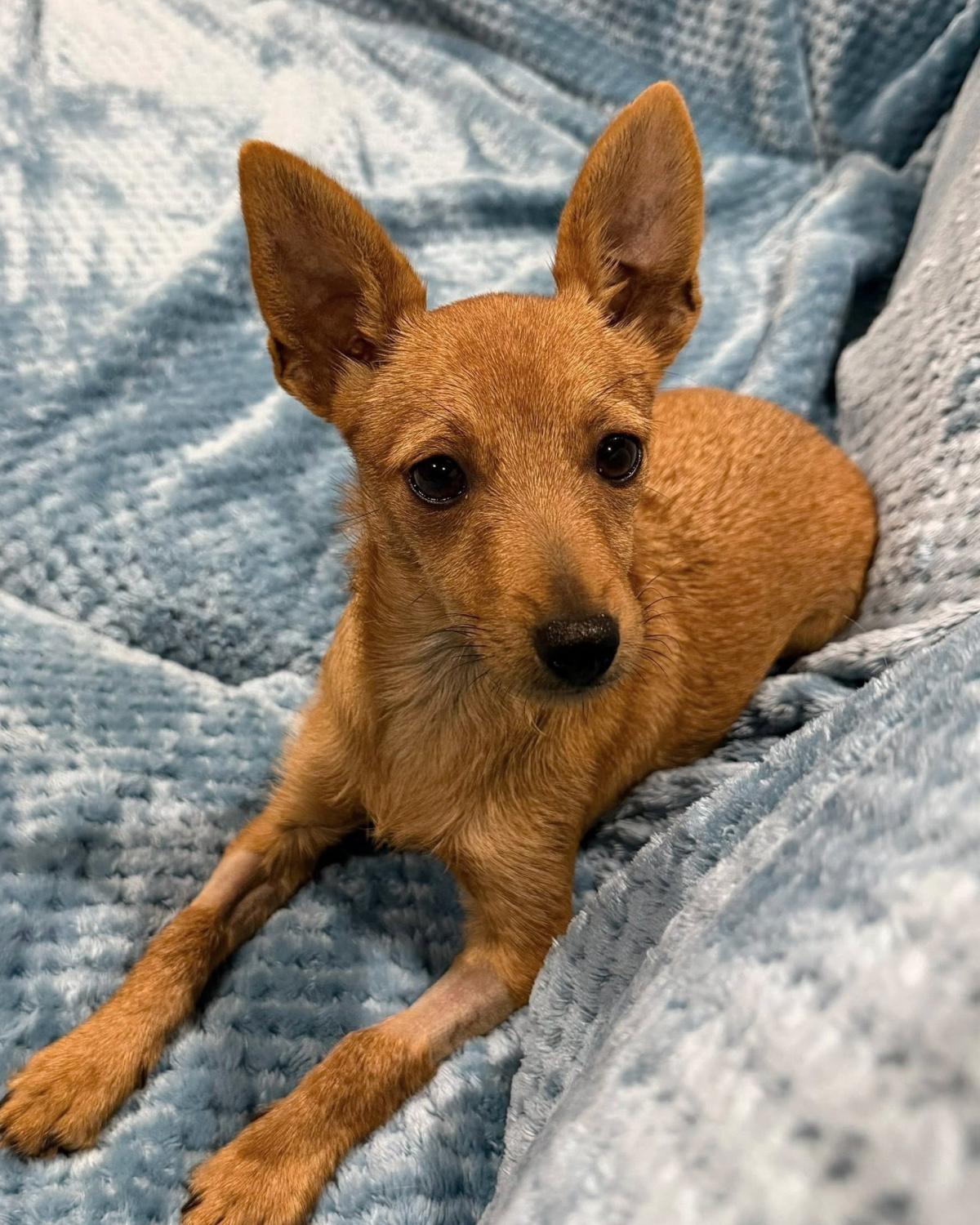 Enlarge Penny, a ADOPTABLE mixed breed in Frisco, TX image 4/4