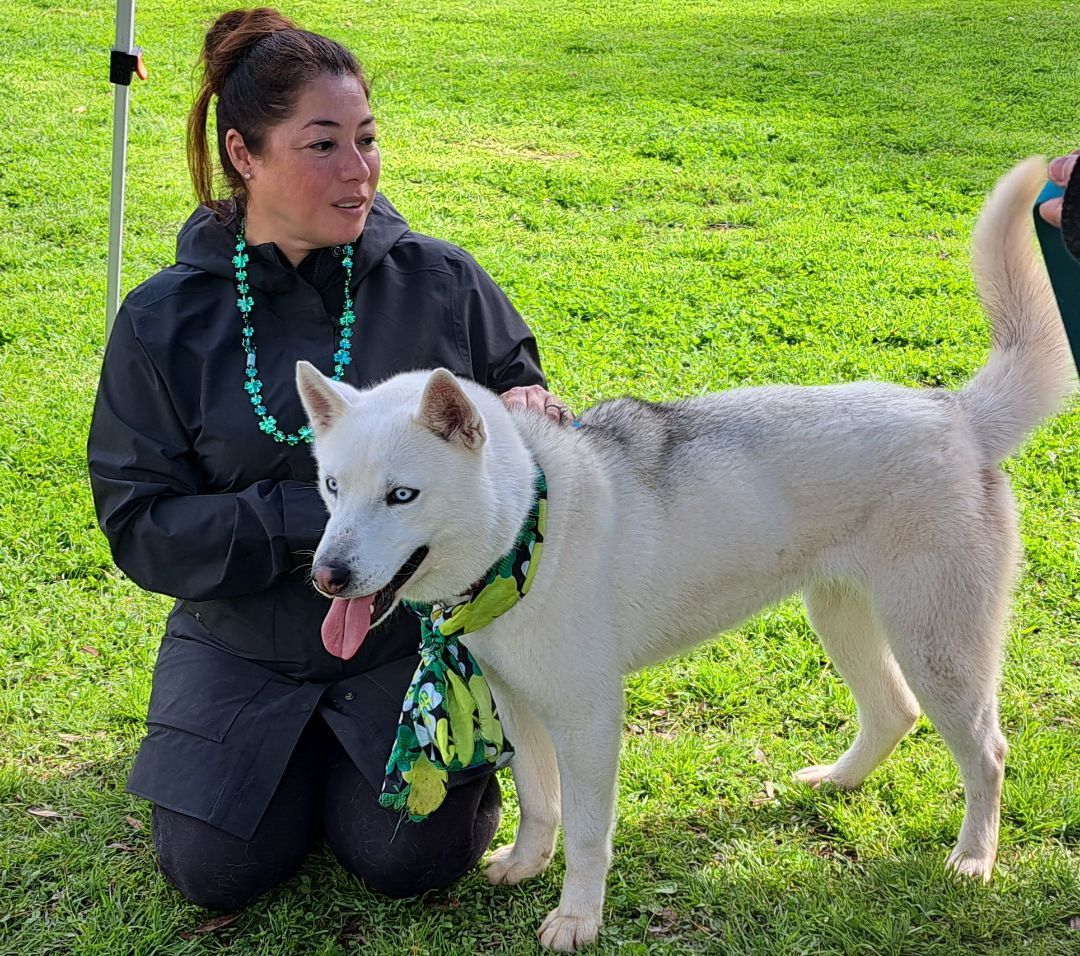 NIAH-littles ok, Adoptable, Young Female Siberian Husky.
