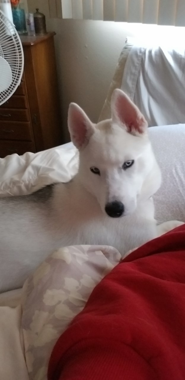 NIAH-littles ok, a Adoptable Siberian Husky in Valencia, CA image 2/3