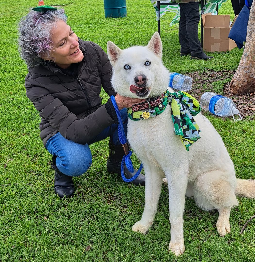 NIAH-littles ok, a Adoptable Siberian Husky in Valencia, CA image 3/3
