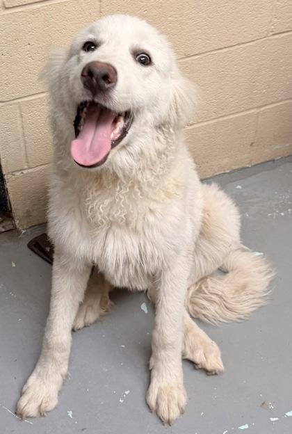 Blizzard, Adoptable, Adult Male Great Pyrenees.