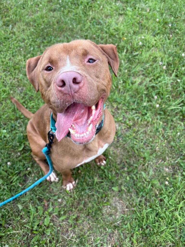 Enlarge Red, a Adoptable mixed breed in Waverly, NY image 3/6