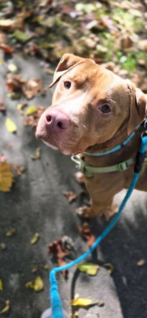 Enlarge Red, a Adoptable mixed breed in Waverly, NY image 2/6