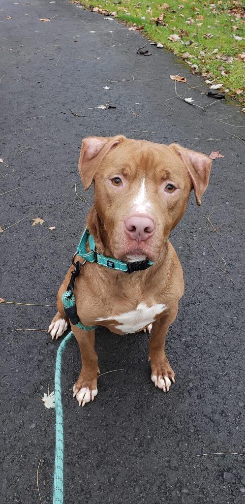 Enlarge Red, a Adoptable mixed breed in Waverly, NY image 6/6