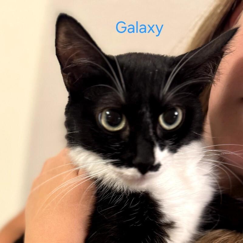 Enlarge U-Galaxy, a Adoptable Domestic Short Hair in Kennewick, WA image 1/1