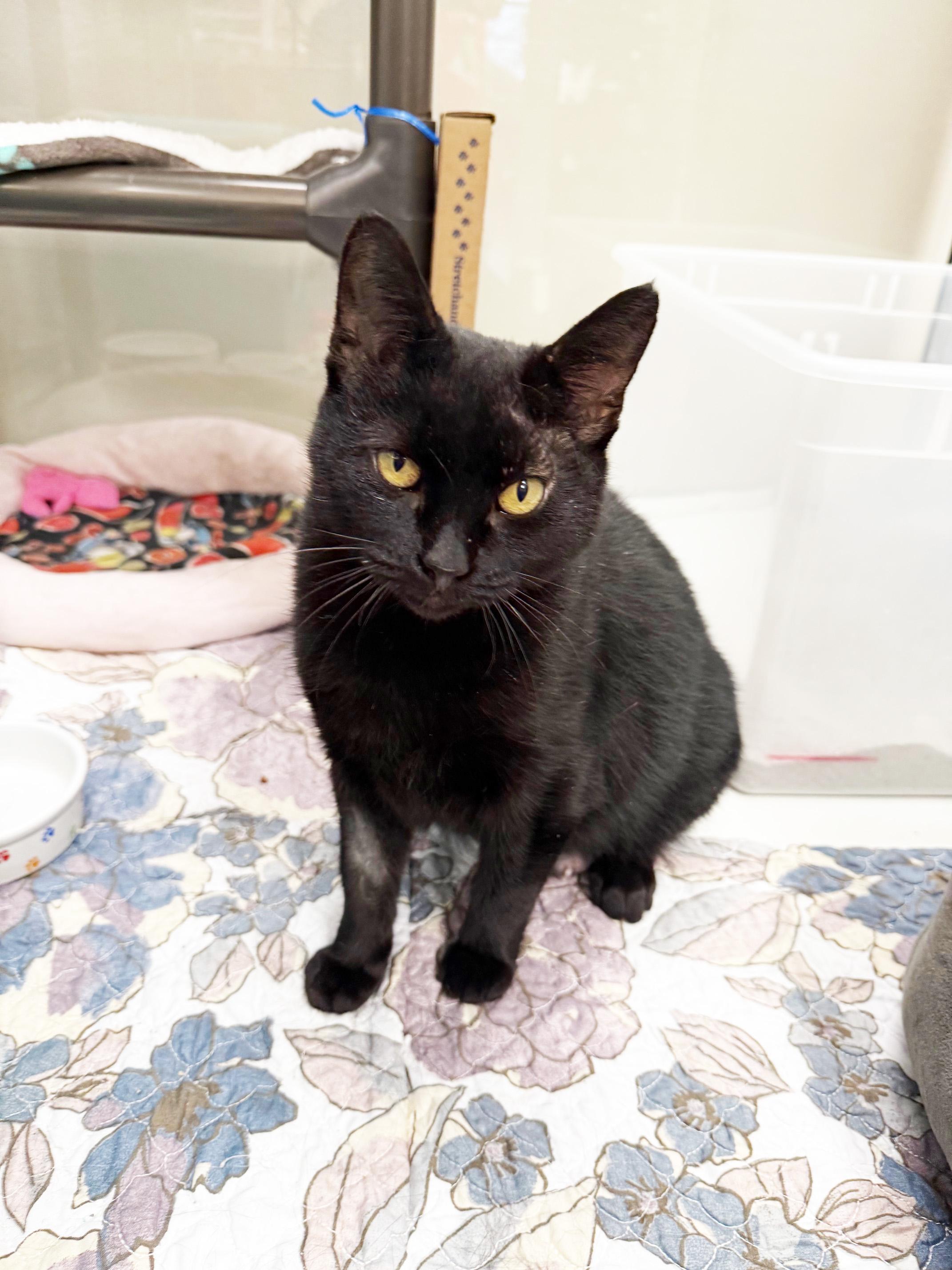 Church - so loving and sweet!, a Adoptable Domestic Short Hair in Oshkosh, WI image 1/6