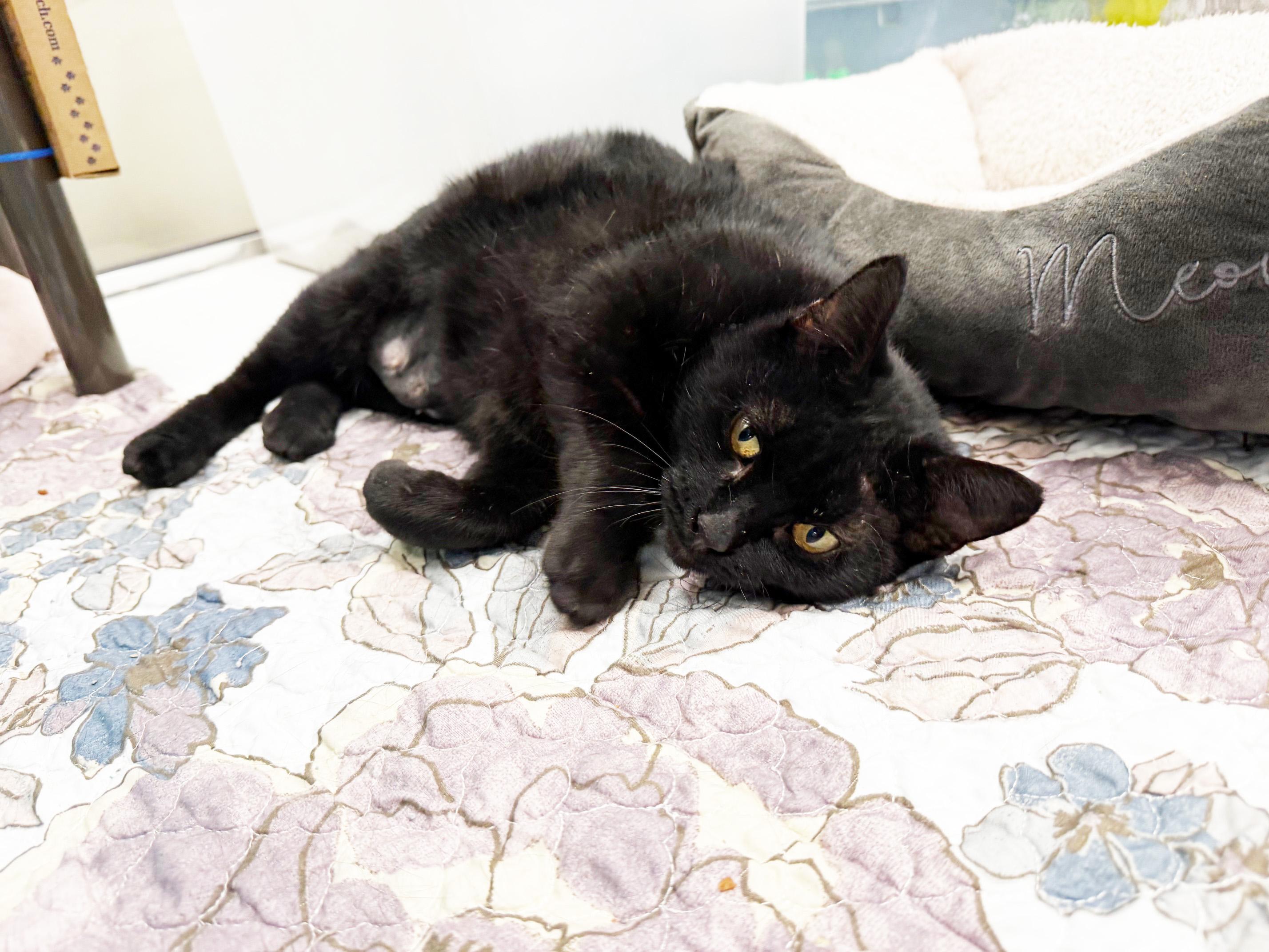 Church - so loving and sweet!, a Adoptable Domestic Short Hair in Oshkosh, WI image 2/6