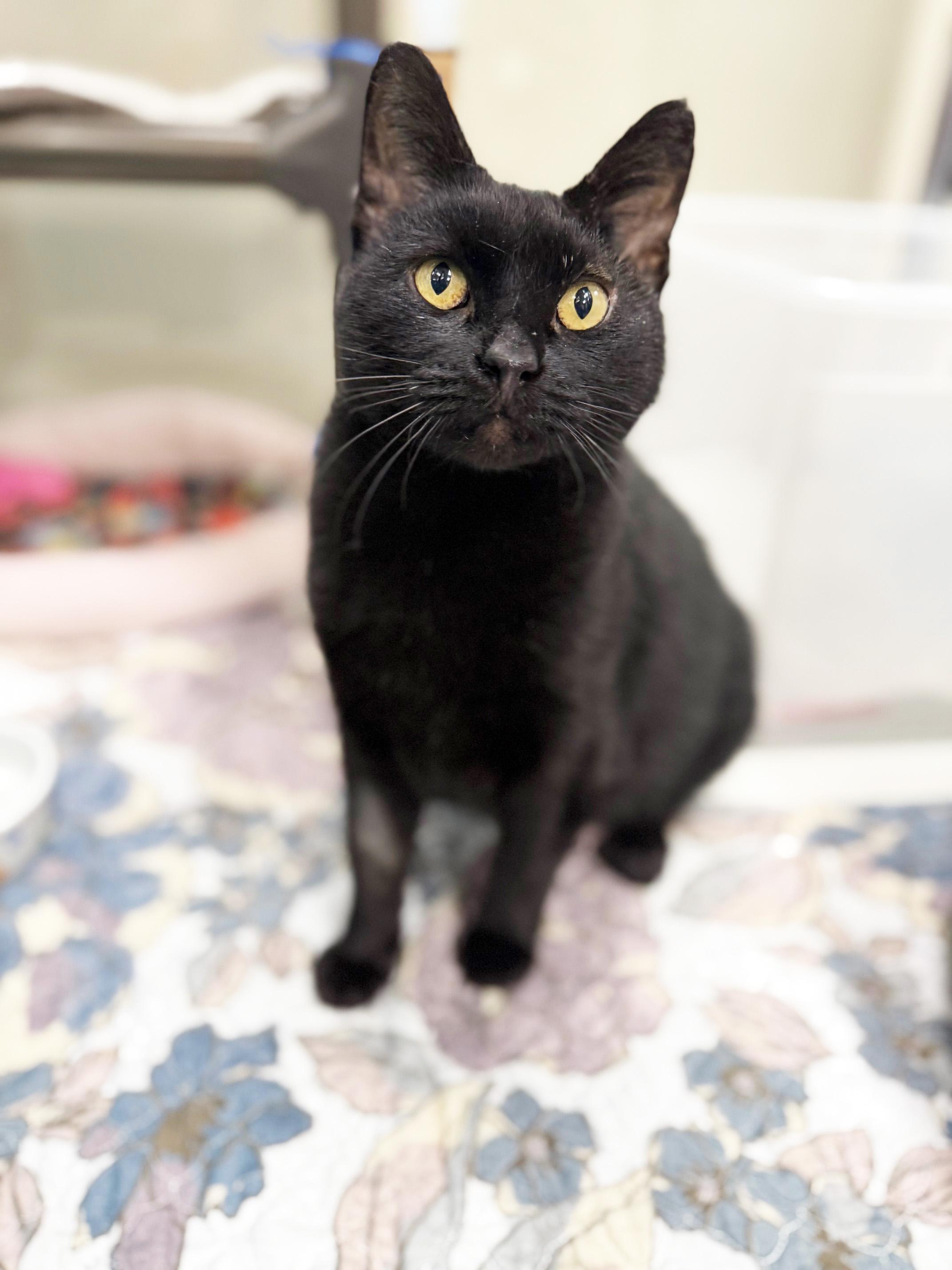 Church - so loving and sweet!, a Adoptable Domestic Short Hair in Oshkosh, WI image 3/6