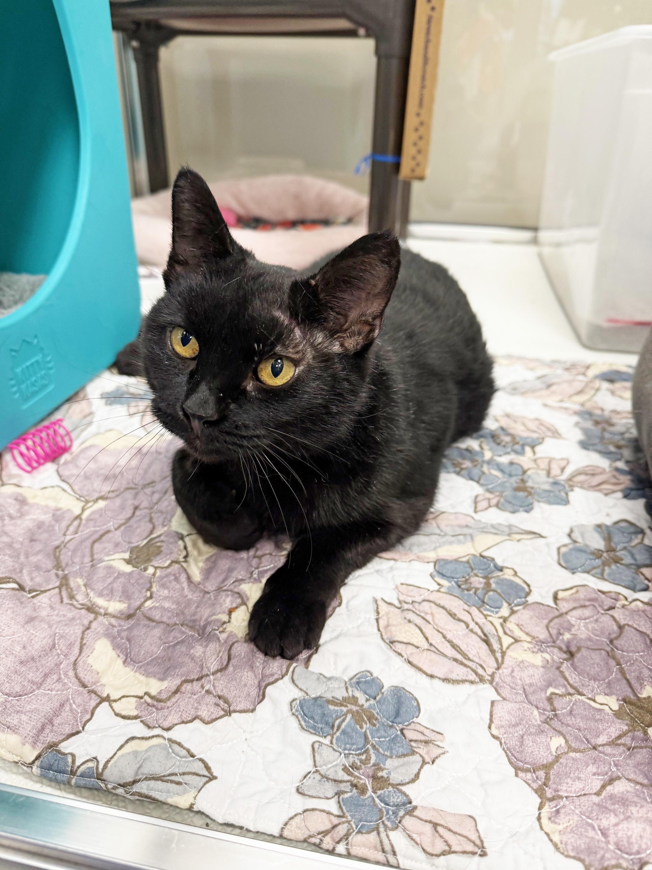 Church - so loving and sweet!, a Adoptable Domestic Short Hair in Oshkosh, WI image 4/6