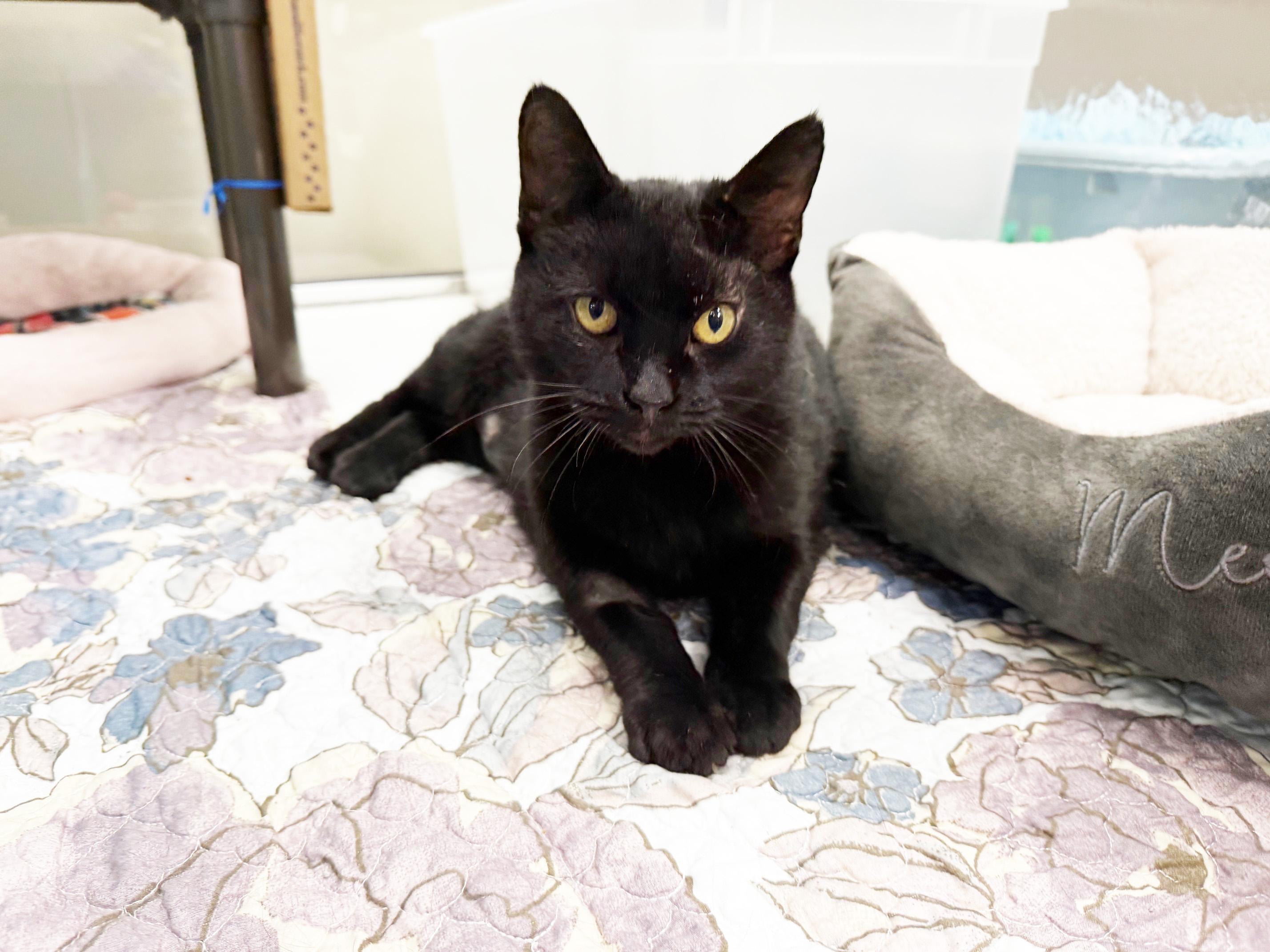 Church - so loving and sweet!, a Adoptable Domestic Short Hair in Oshkosh, WI image 5/6