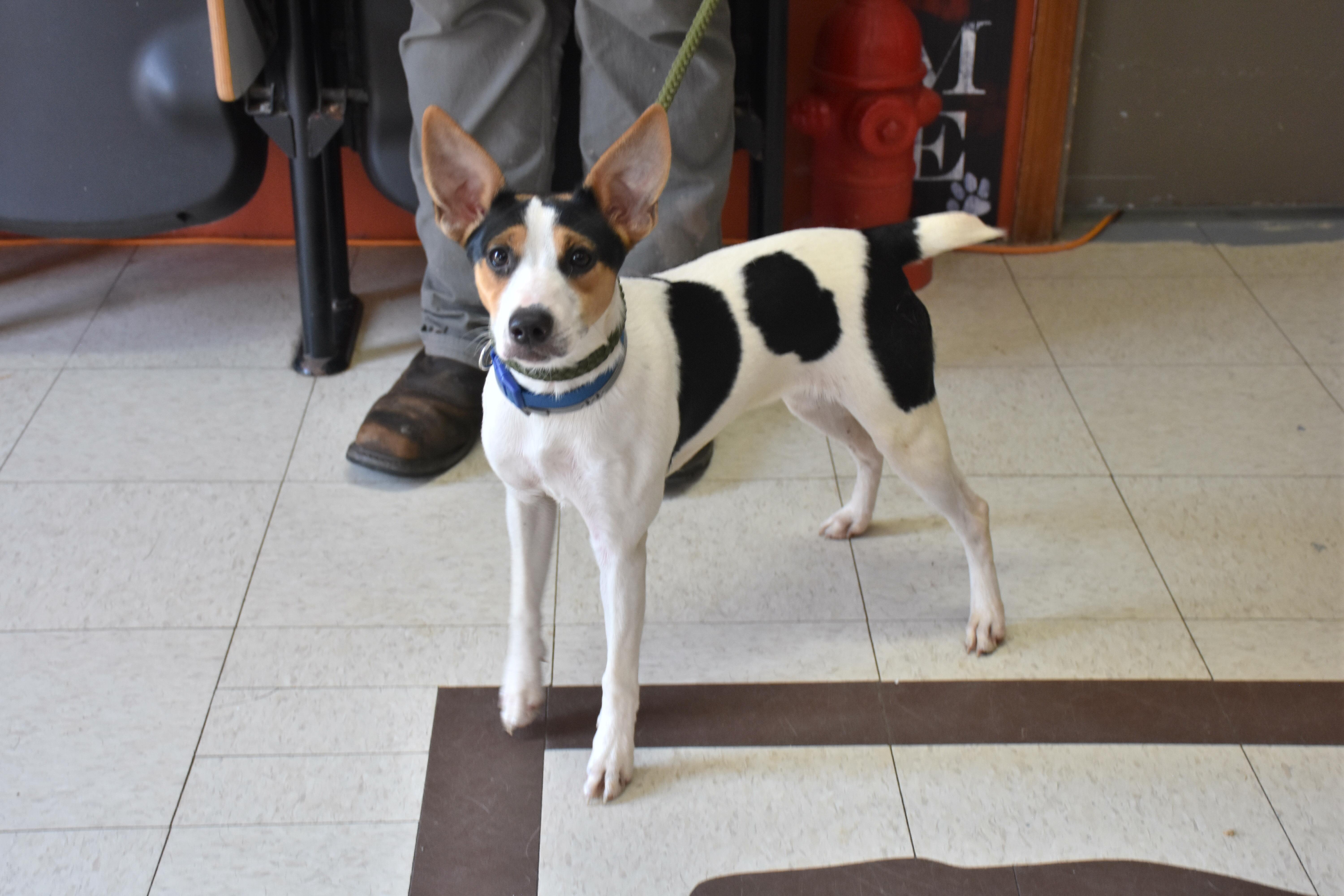 Enlarge Piglet, a Adoptable mixed breed in North Judson, IN image 2/2