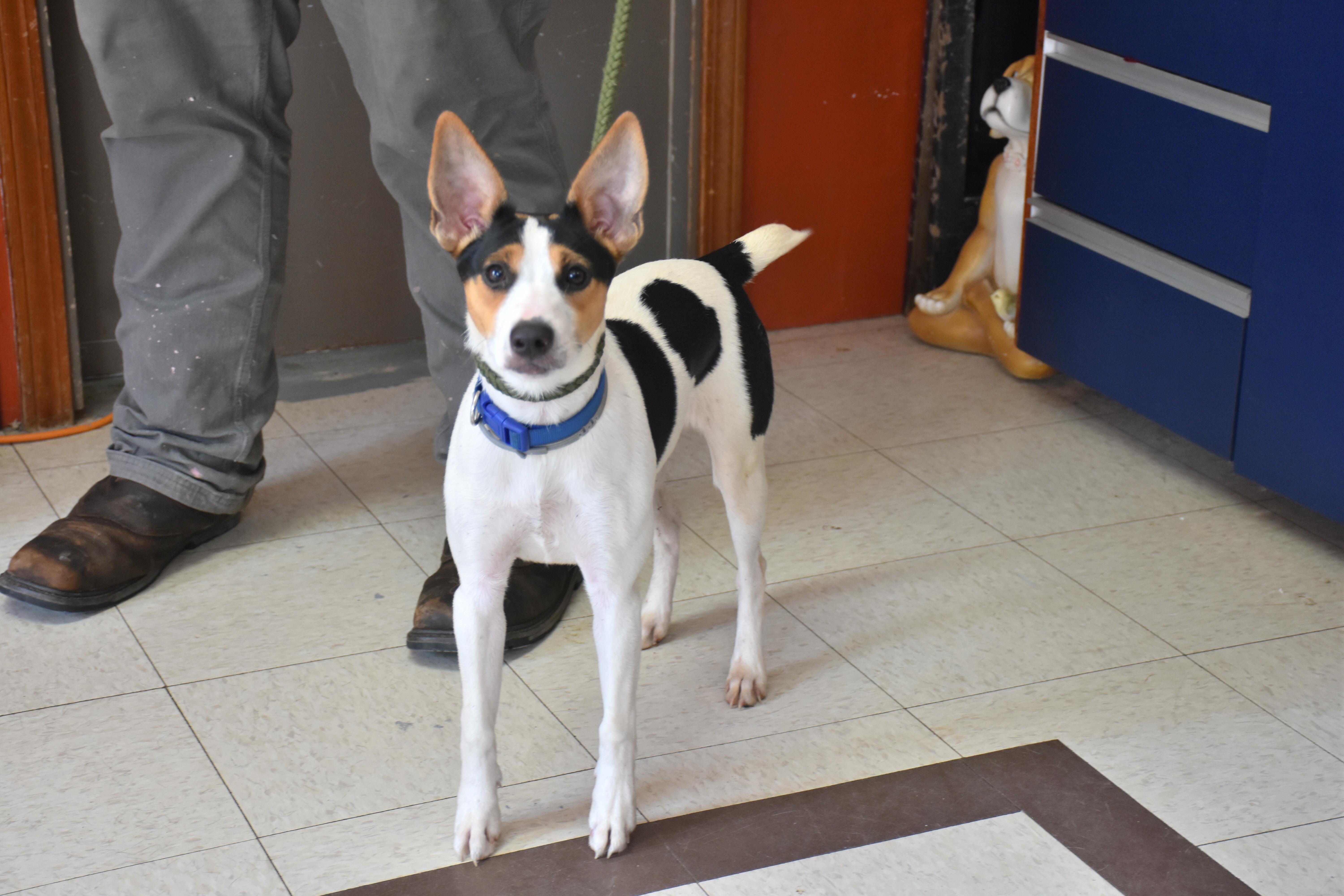 Piglet, Adoptable, Young Female Jack Russell Terrier & Rat Terrier.