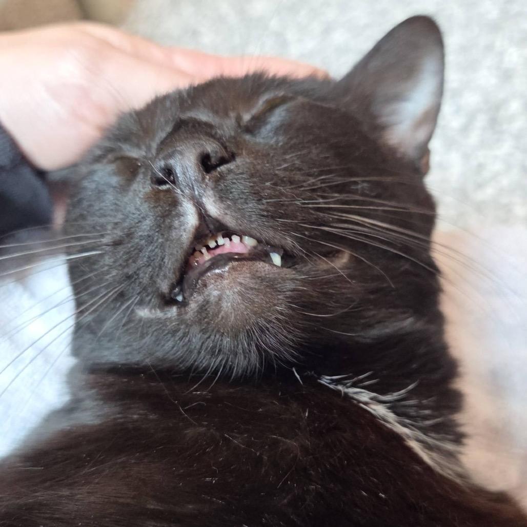 Civic, Adoptable, Adult Female Domestic Short Hair.