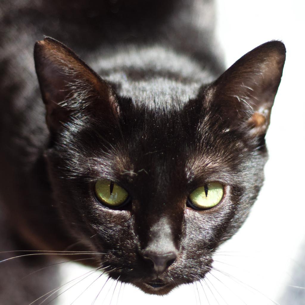 Enlarge Civic, a Adoptable Domestic Short Hair in Cumming, GA image 2/4
