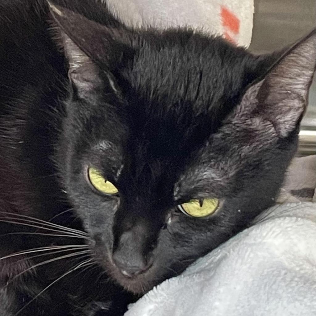 Enlarge Civic, a Adoptable Domestic Short Hair in Cumming, GA image 3/4