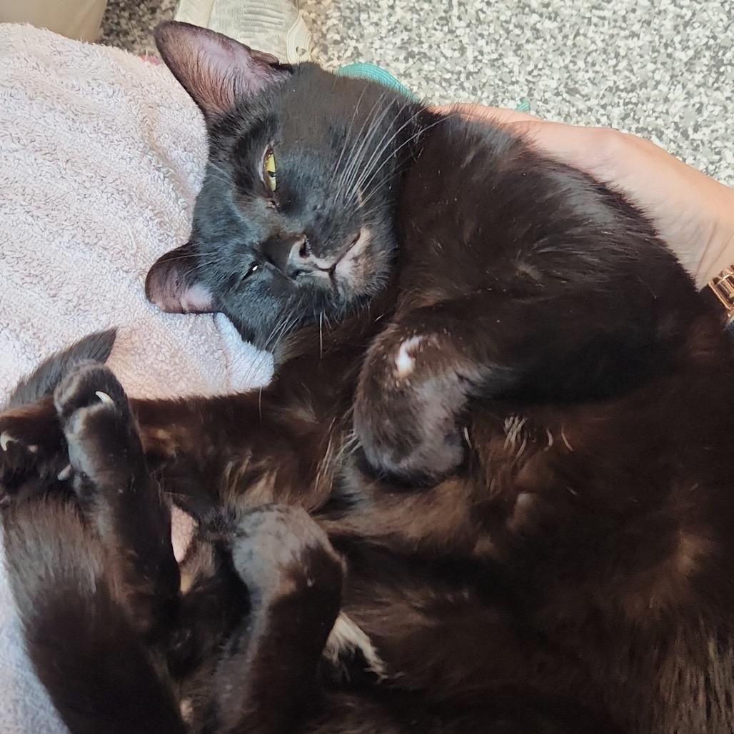 Enlarge Civic, a Adoptable Domestic Short Hair in Cumming, GA image 4/4