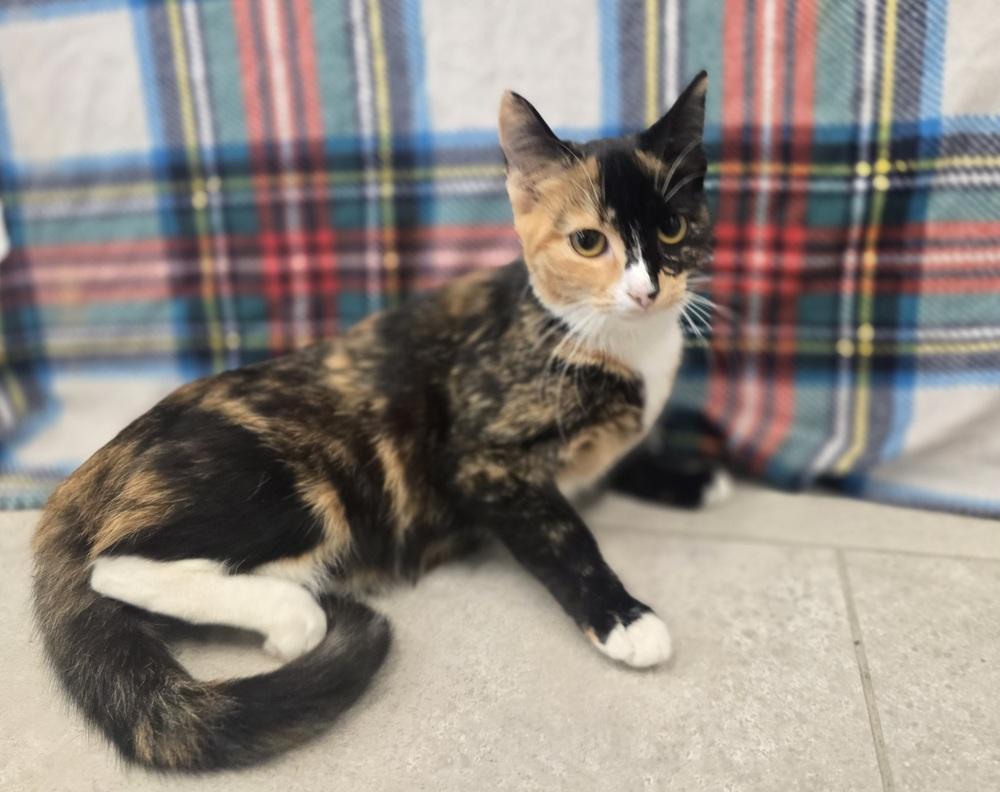 Acorn, Adopted, Adult Female Domestic Short Hair.