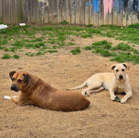 Enlarge Luna, a Adoptable mixed breed in Austin, AR image 2/4