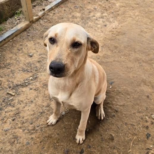 Enlarge Luna, a Adoptable mixed breed in Austin, AR image 3/4