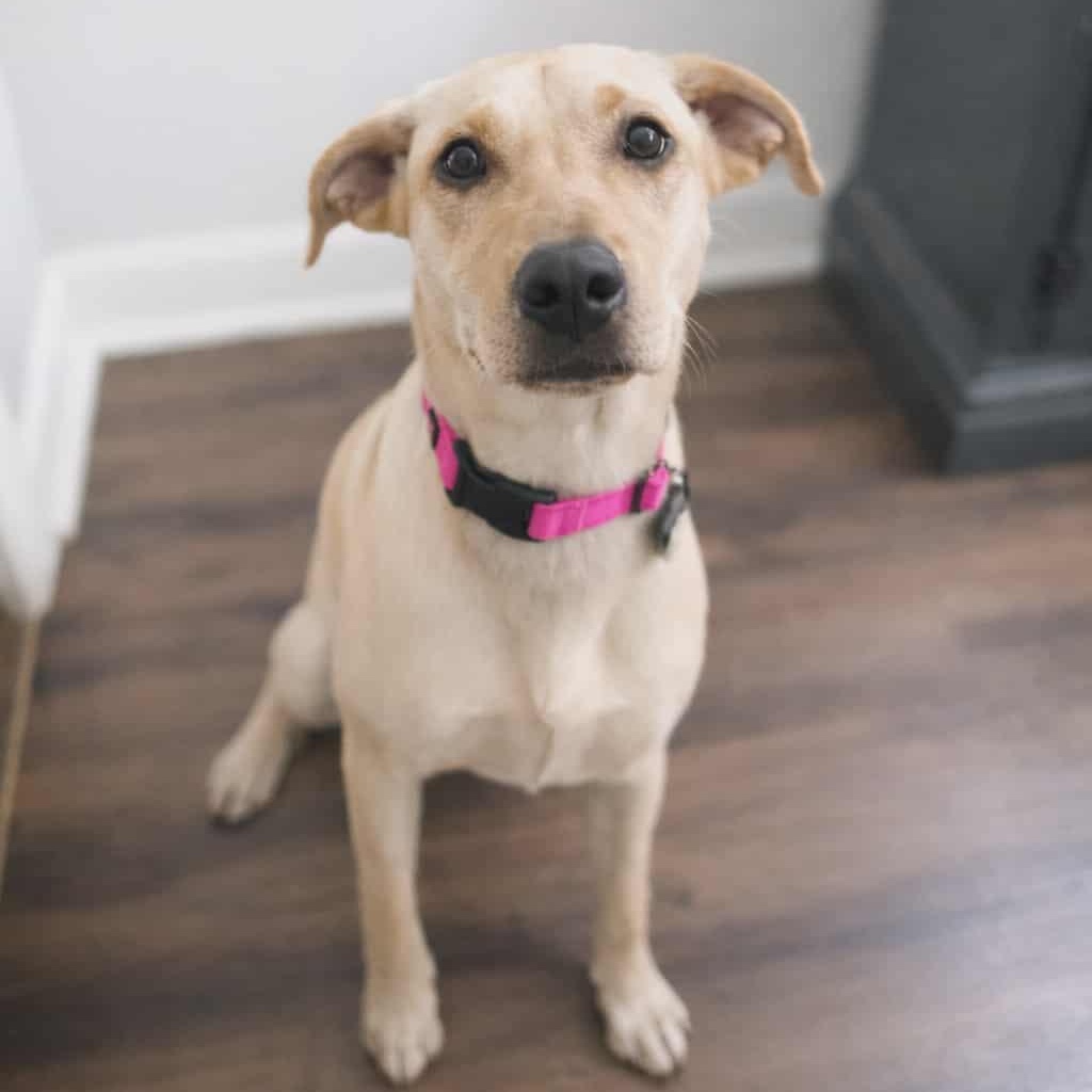 Enlarge Luna, a Adoptable mixed breed in Austin, AR image 1/4