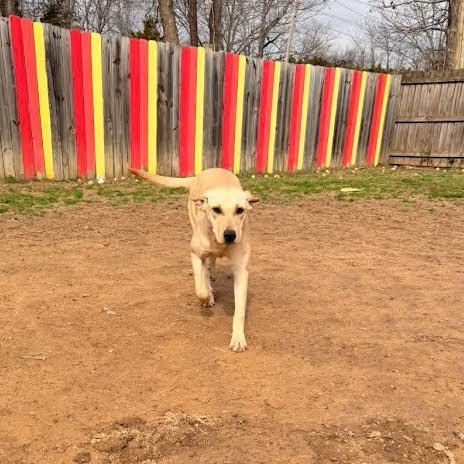 Enlarge Luna, a Adoptable mixed breed in Austin, AR image 4/4