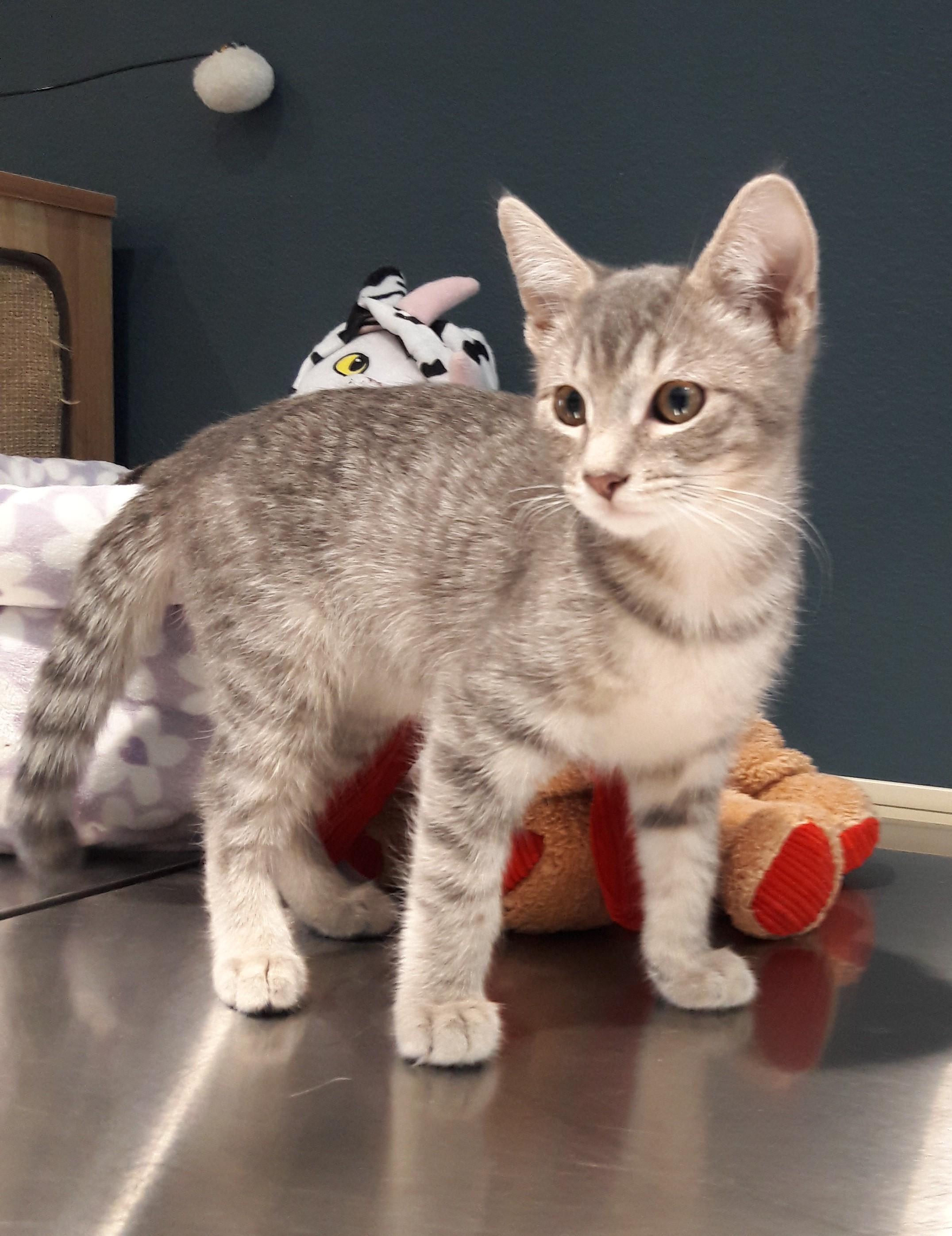 Onyx, ADOPTABLE, Kitten Male Domestic Short Hair.