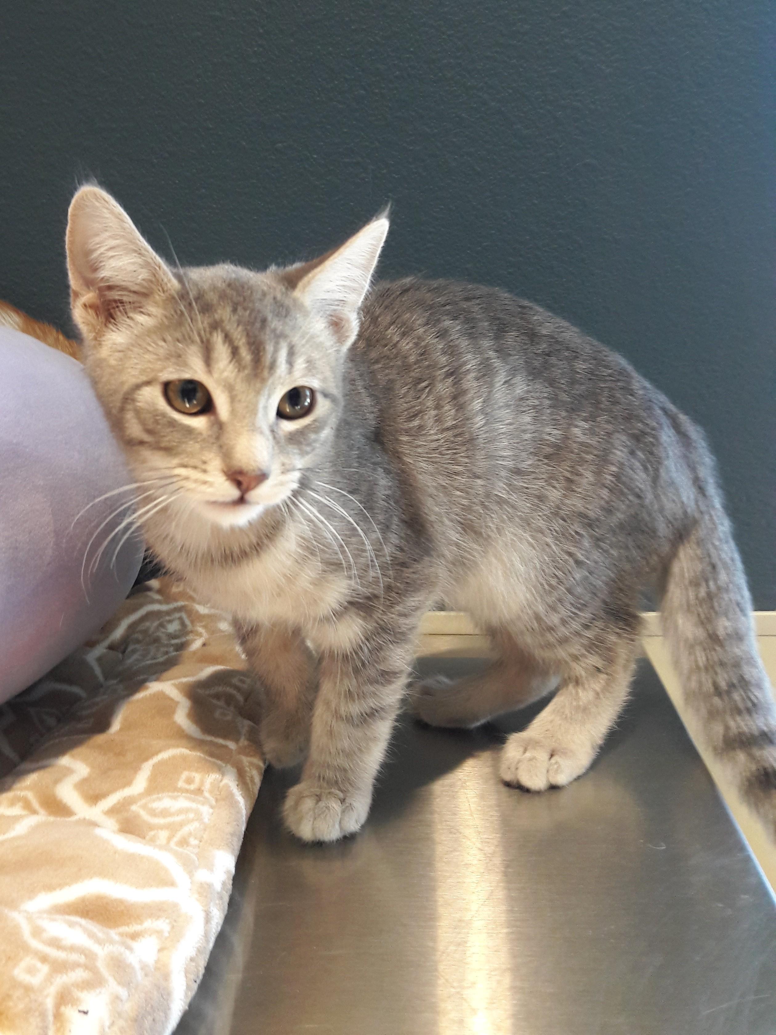 Onyx, a ADOPTABLE Domestic Short Hair in Mesquite, NV image 3/3