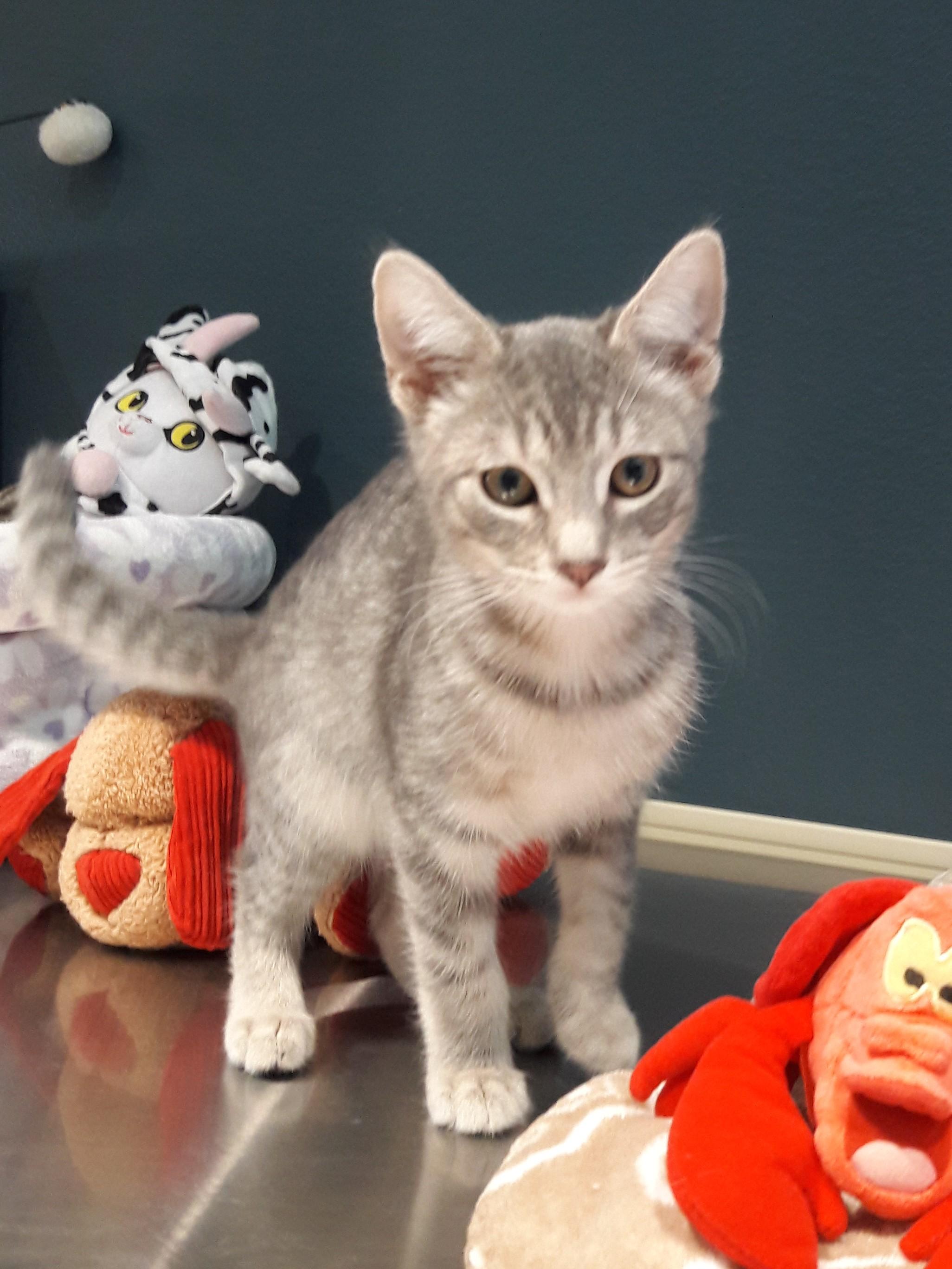 Onyx, a ADOPTABLE Domestic Short Hair in Mesquite, NV image 2/3