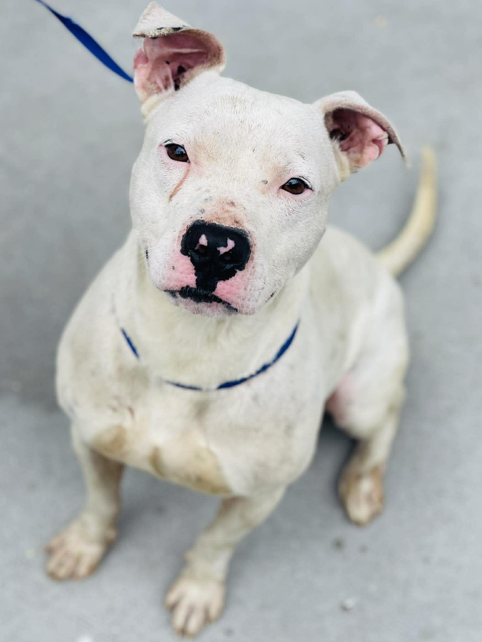Enlarge AC-4461 "Nacho", a ADOPTABLE mixed breed in Conyers, GA image 1/1