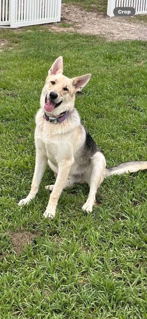 Enlarge Sammy, an adopted German Shepherd Dog in Inverness, FL image 3/4