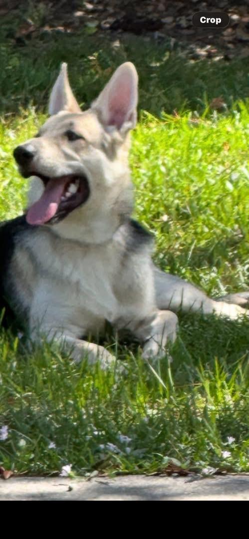 Enlarge Sammy, an adopted German Shepherd Dog in Inverness, FL image 2/4