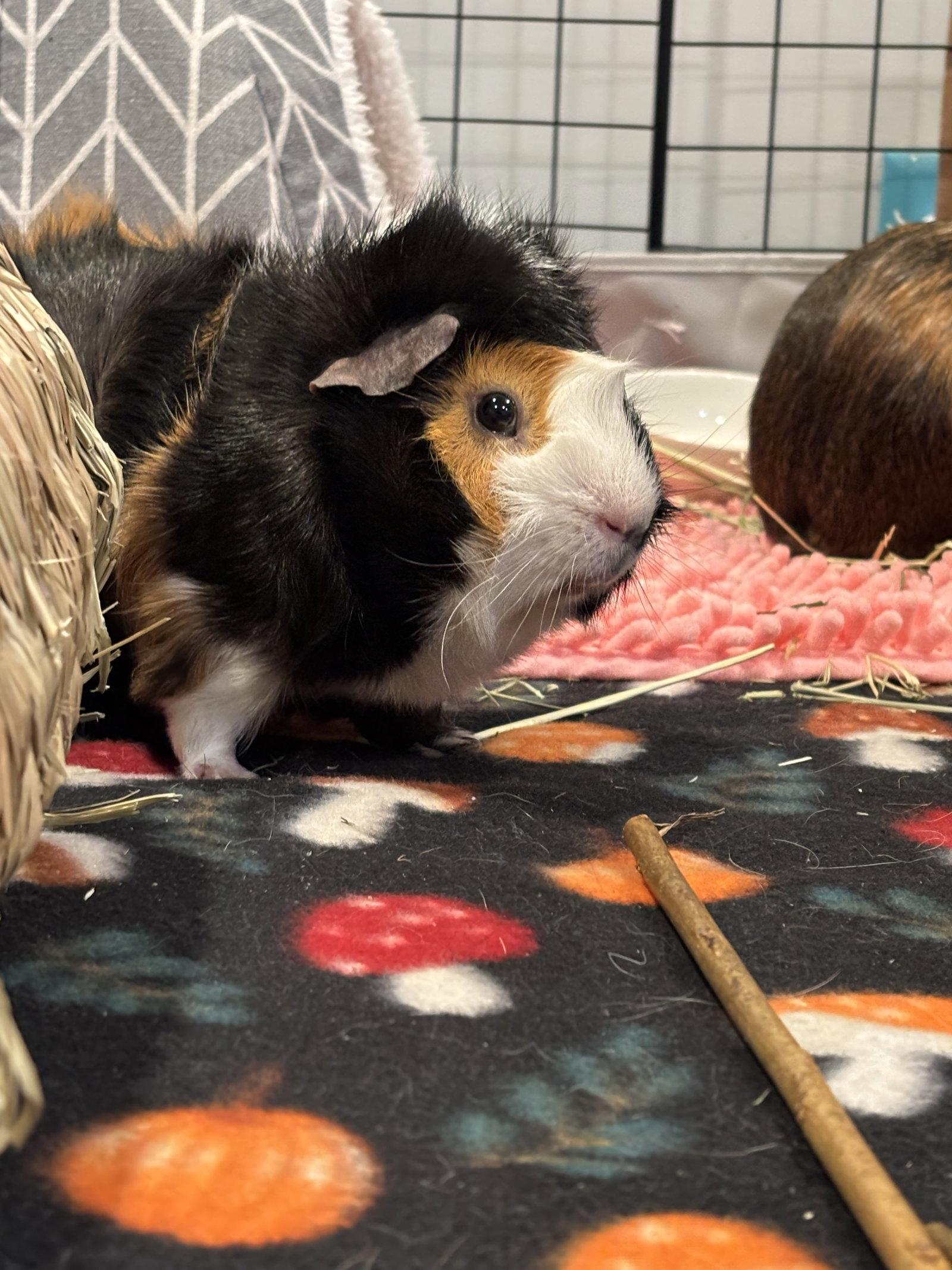 Twix and Cookie, Adoptable, Adult Male Guinea Pig.