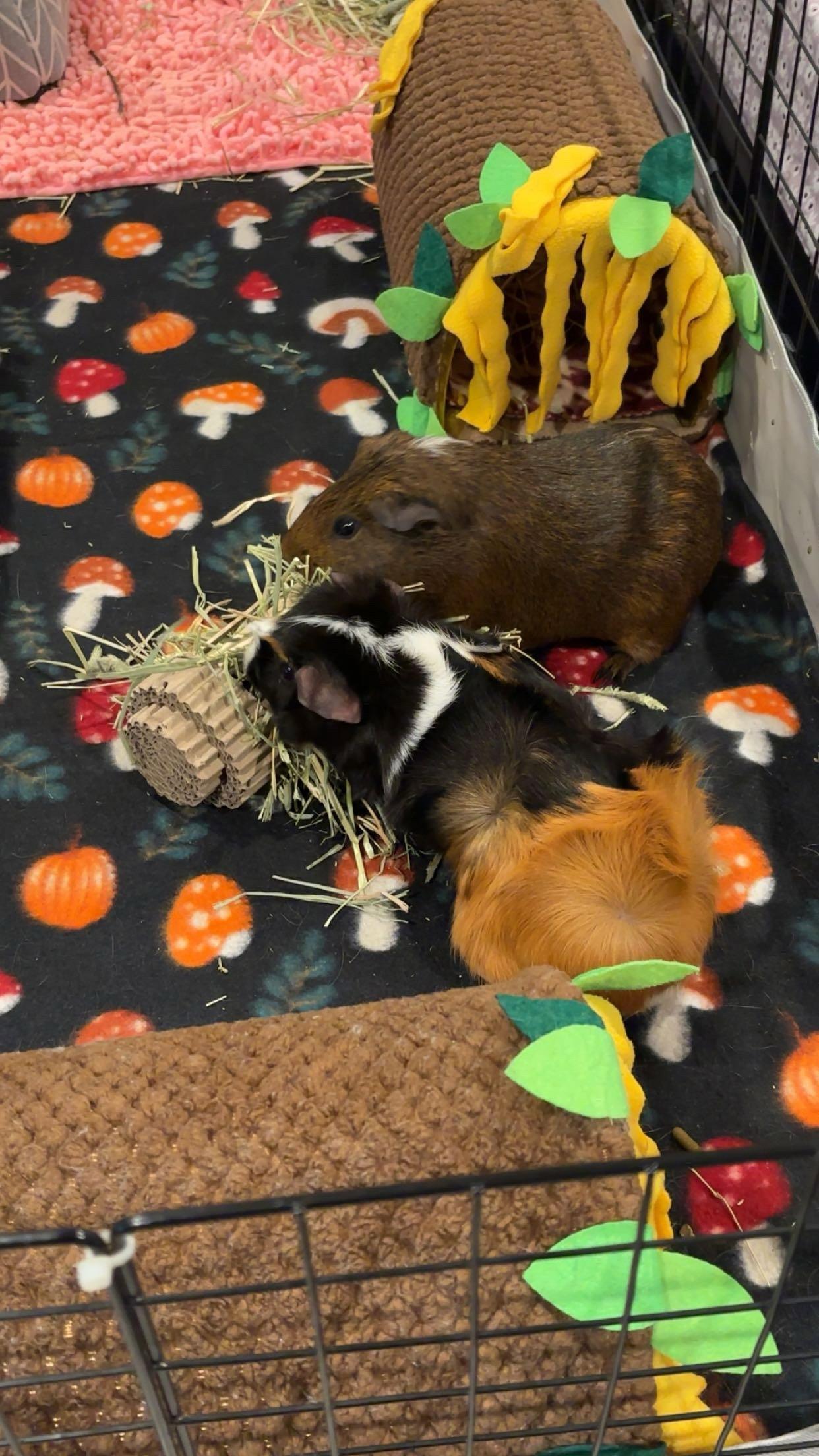 Enlarge Twix and Cookie, a Adoptable Guinea Pig in Aurora, IL image 2/3