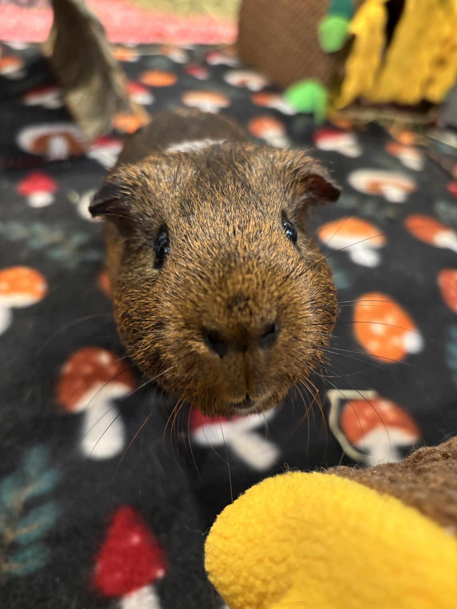 Enlarge Twix and Cookie, a Adoptable Guinea Pig in Aurora, IL image 3/3