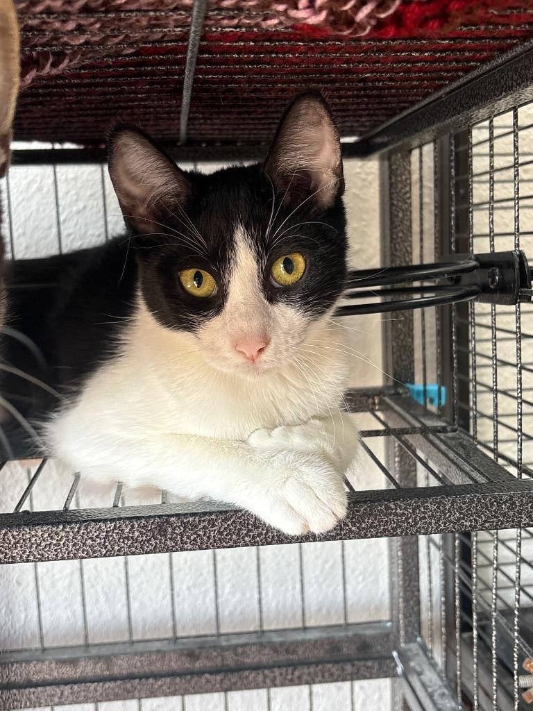 Sloan, a Adoptable mixed breed in Midland, TX image 1/4