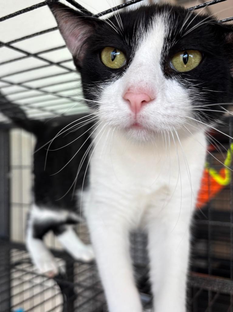 Sloan, a Adoptable mixed breed in Midland, TX image 2/4