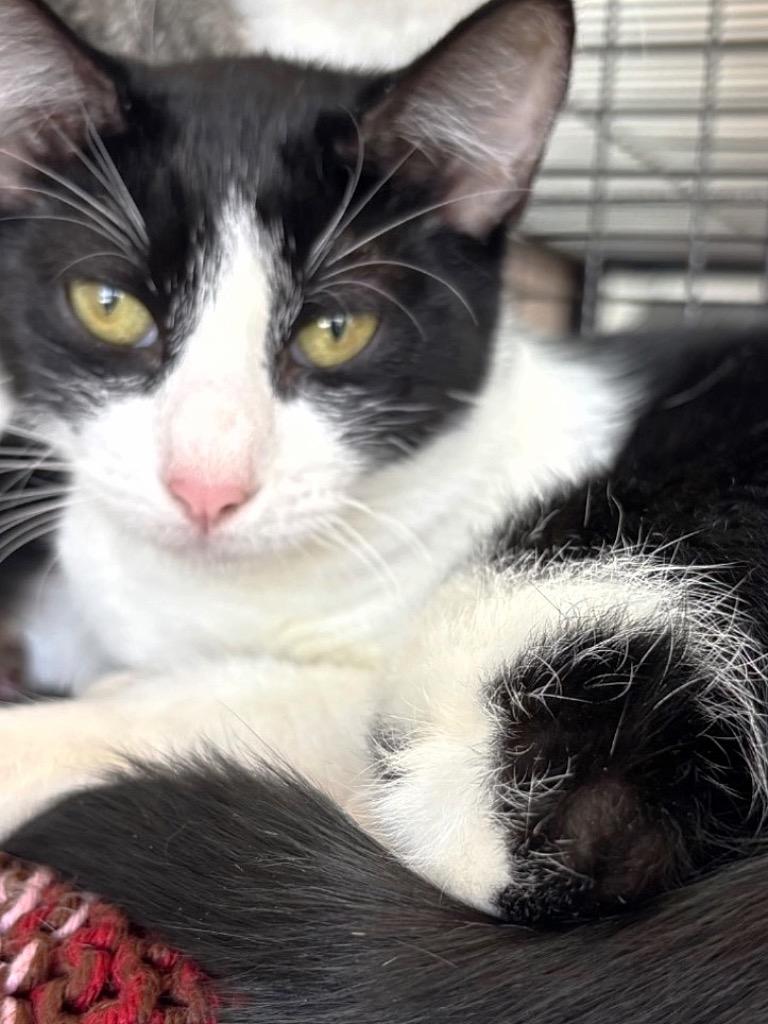 Sloan, a Adoptable mixed breed in Midland, TX image 3/4